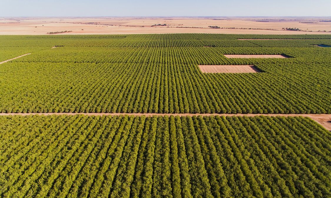Almond farm