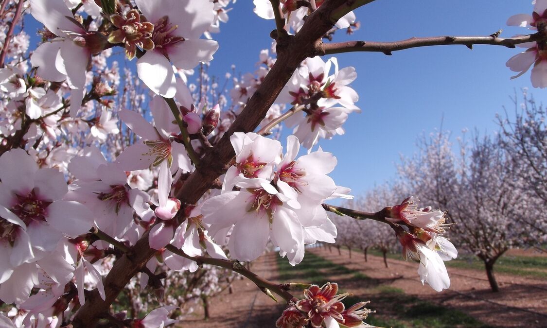 Almondblossom